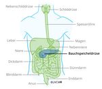 Pankreas Bauchspeicheldrüse