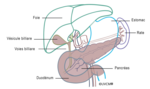 Étendue de la résection en cas de pancréatectomie totale (ablation totale du pancréas)